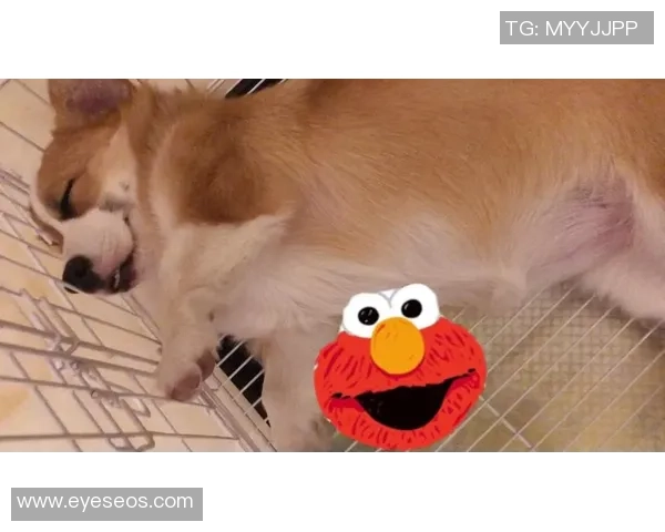 柯基足球热潮来袭小狗们的运动盛宴与欢乐时光